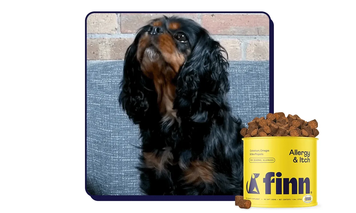 GIF of dog sneezing. Tin of Allergy & Itch.