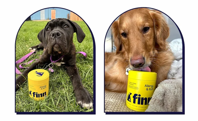 Two side by side images of dogs with Allergy & Itch tins.