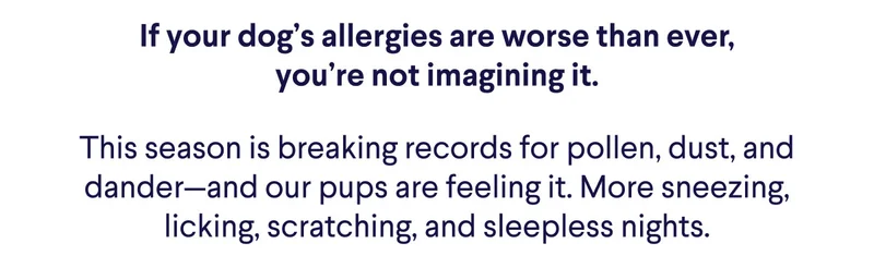 If your dog’s allergies are worse than ever, you’re not imagining it. This season is breaking records for pollen, dust, and dander—and our pups are feeling it. More sneezing, licking, scratching, and sleepless nights.