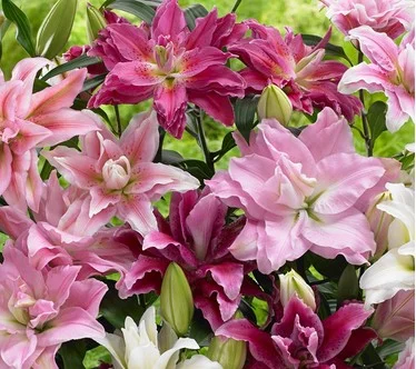 Roberta's 5-Piece Roselily Live Bulbs with 2lb Fertilizer