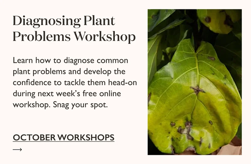 Learn how to diagnose common plant problems and develop the confidence to tackle them head-on during next week's free online workshop. Snag your spot today.