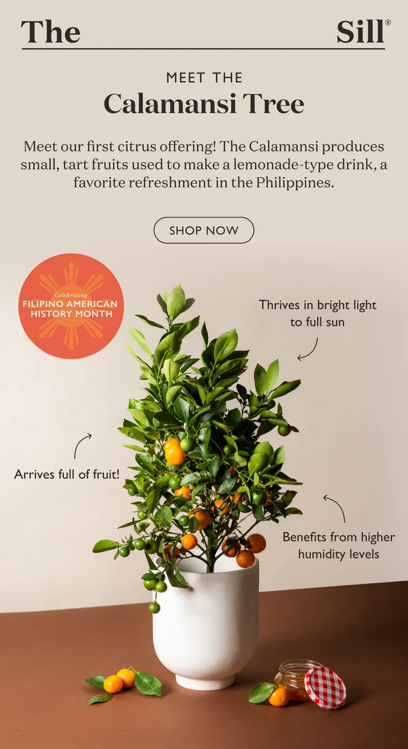 Meet our first citrus offering - the Calamansi Tree! The Calamansi products small, tart fruits used to make a lemonade-type drink, a favorite refreshment in the Philippines. Shop now.