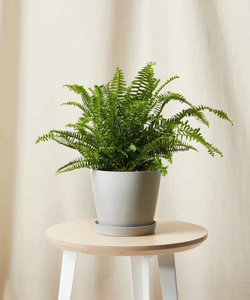 Kimberly Queen Fern in stone pot