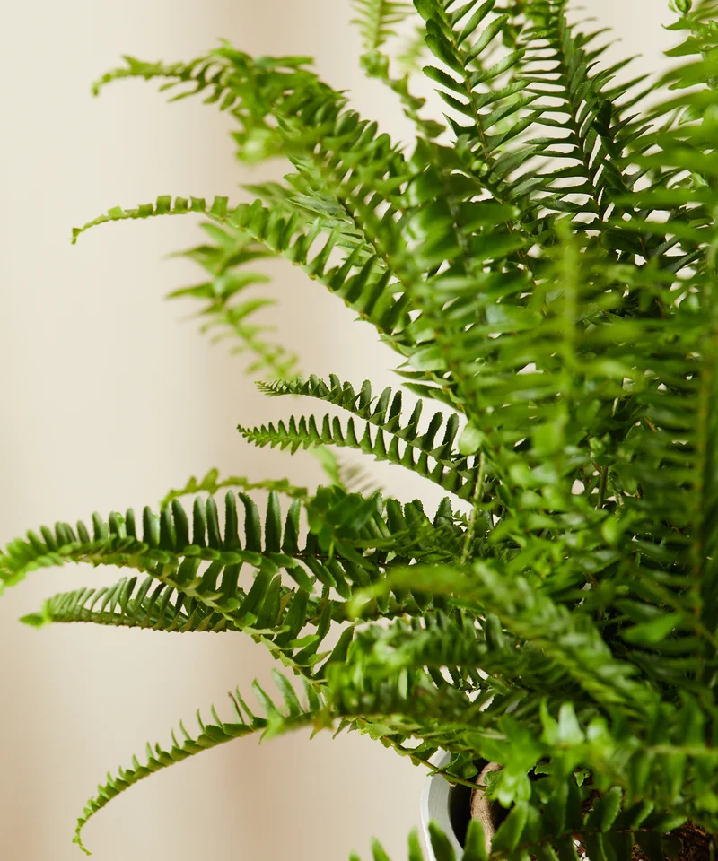 kimberly queen fern close up
