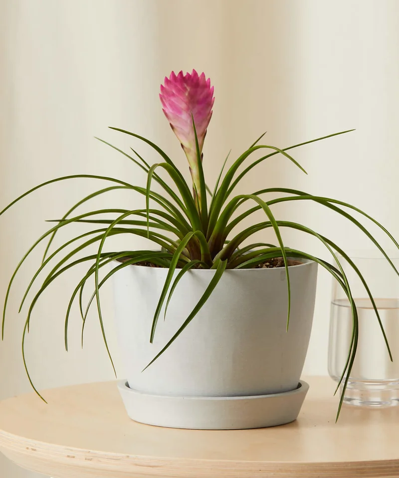 Image of Bromeliad Summer