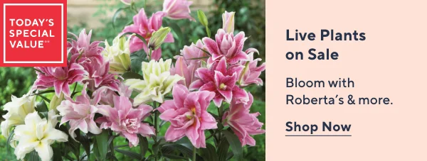 Save Big on Live Plants