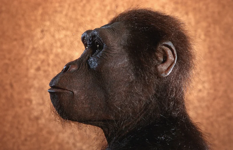 A reconstruction of Lucy at the Hessisches Landesmuseum Darmstadt Museum in Germany shows what the ancient hominin might have looked like. Five decades after her discovery, she still captivates scientists and the public alike.