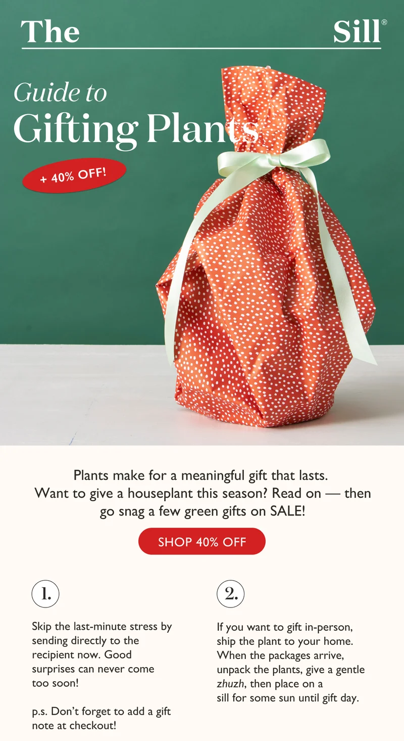 Plants make for a meaningful gift that lasts. Want to give a houseplant this season? Read on — then go snag a few green gifts on sale! Tip 1: Skip the last minute stress by sending directly to the recipient now. Tip #2: If gifting in person, unpack the plants when they arrive, then place on a sill for some sun until gift day.