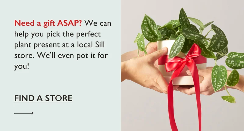 Need a gift ASAP? We can help you pick the perfect plant present at a local Sill store.