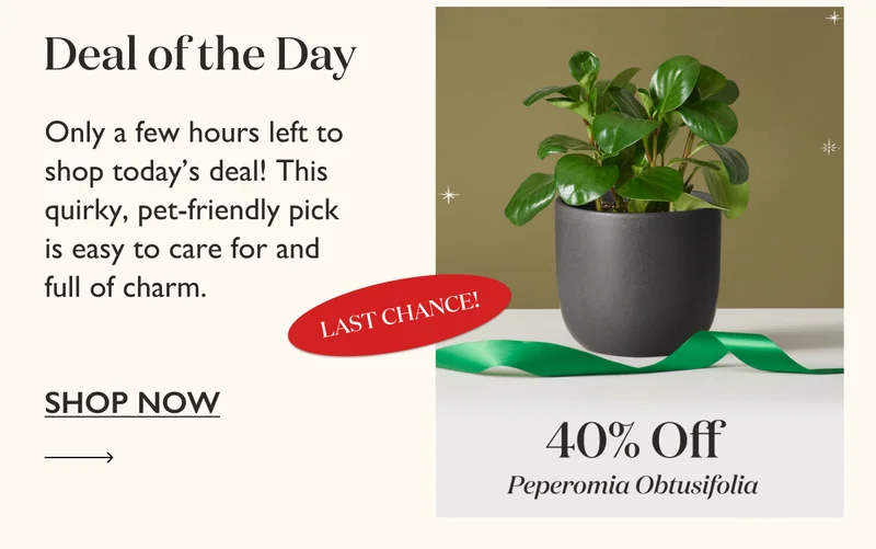 Only a few hours left to shop today's deal! This quirky, pet-friendly pick is easy to care for and full of charm.