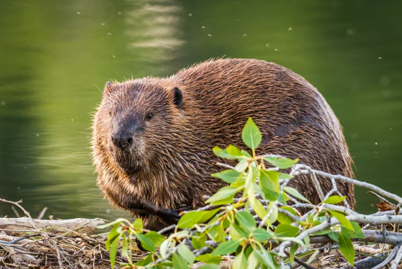 image of a beaver