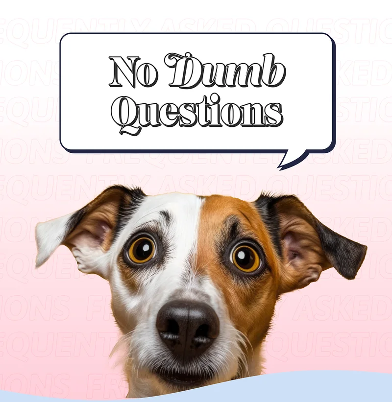 No Dumb Questions