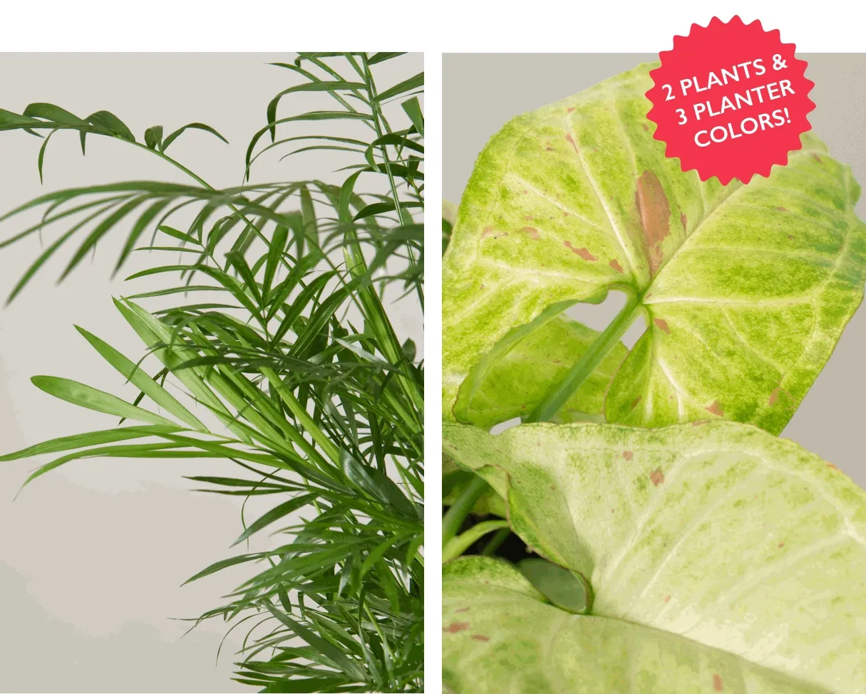 Choose from 2 plants and 3 planter colors!