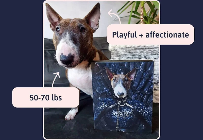 Playful + affectionate / 50-70 lbs