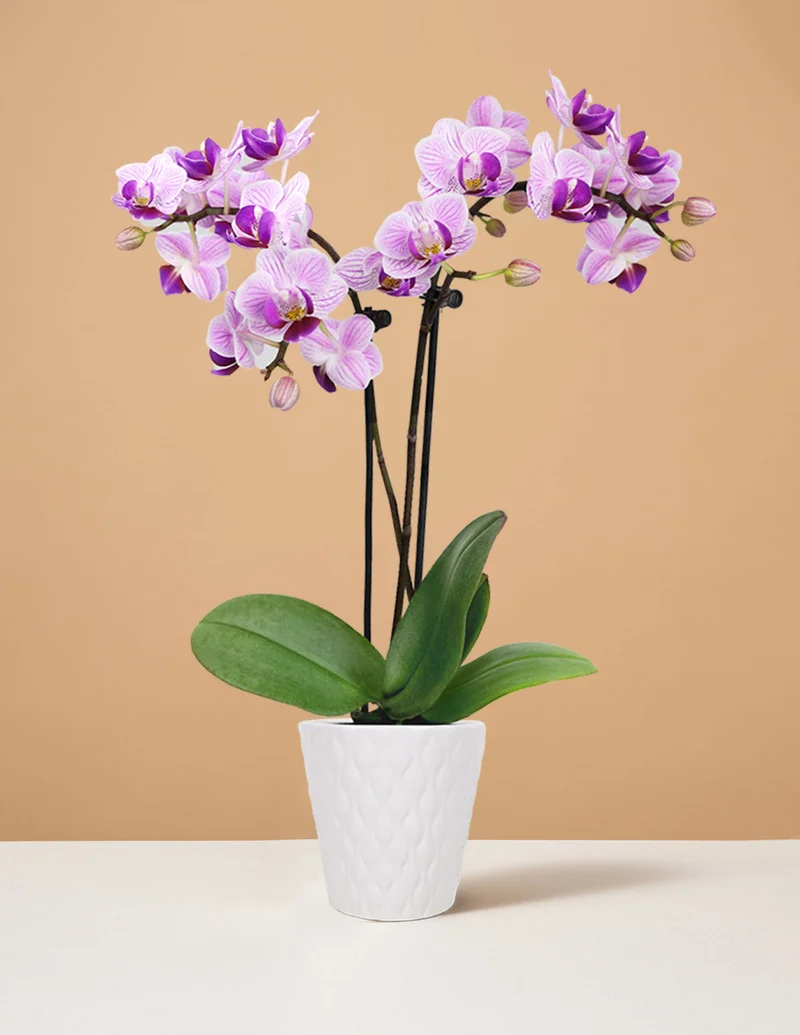 Image of Mini Orchid