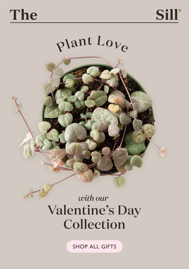 Plant Love with our Valentine's Day Collection - shop now!