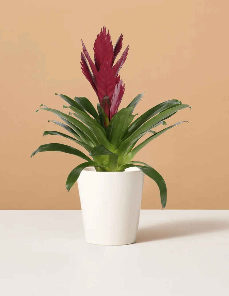 Image of Bromeliad Vriesea Albertina Maroon