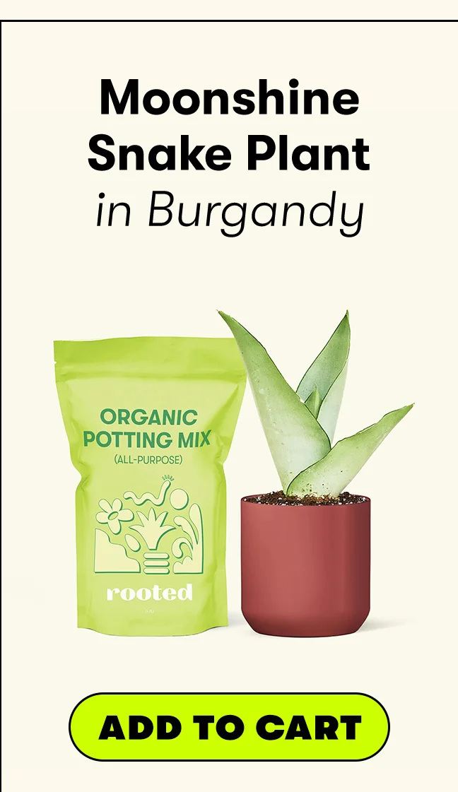 Image of Moonshine Snake Plant in a burgandy ceramic planter (CTA BUTTON: ADD TO CART)