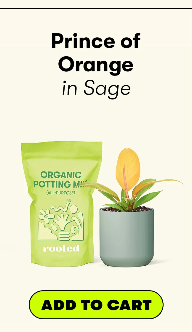 Image of Prince of Orange in a Sage ceramic planter (CTA BUTTON: ADD TO CART)