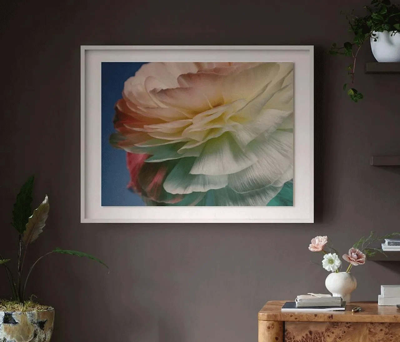 Delicate Ranunculus Flower
