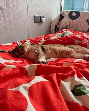 @meow_kiko_meow
