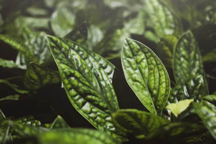 NEW PLANTS