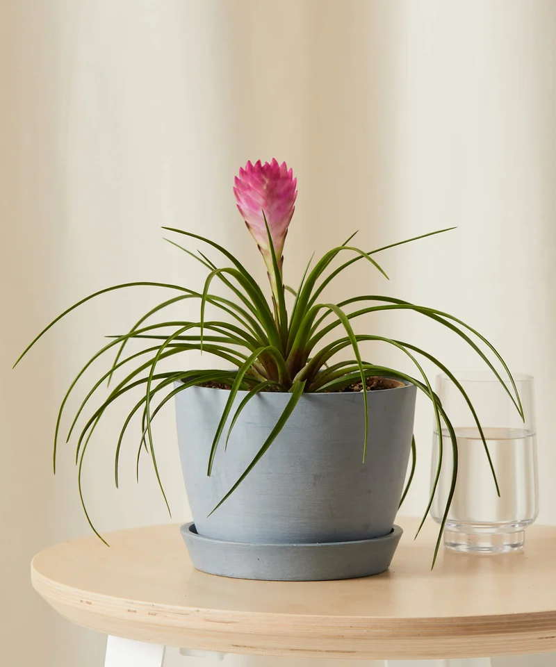 Image of Bromeliad Summer