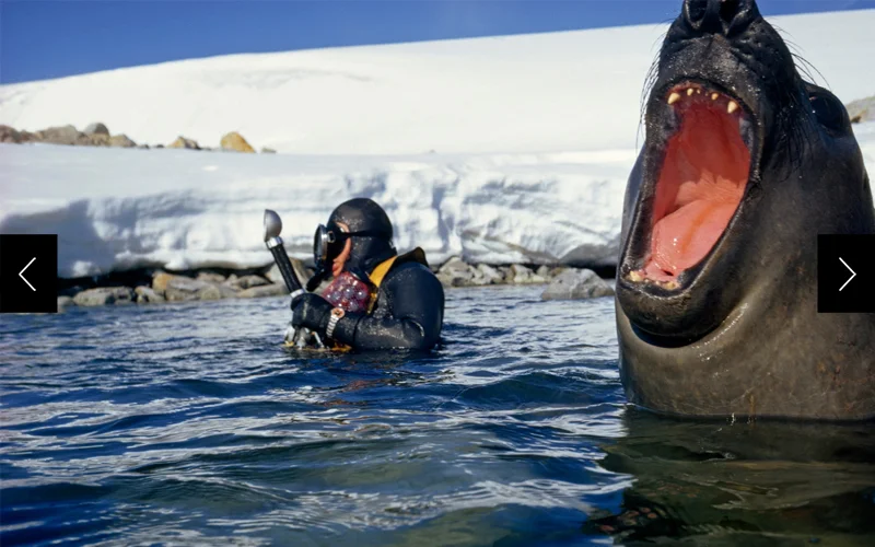 More in bluff than ferocity, a young male elephant seal bellows a guttural protest to a U. S. marine biologist intent on photographing the teeming bottom life of the peninsula's tidal areas.