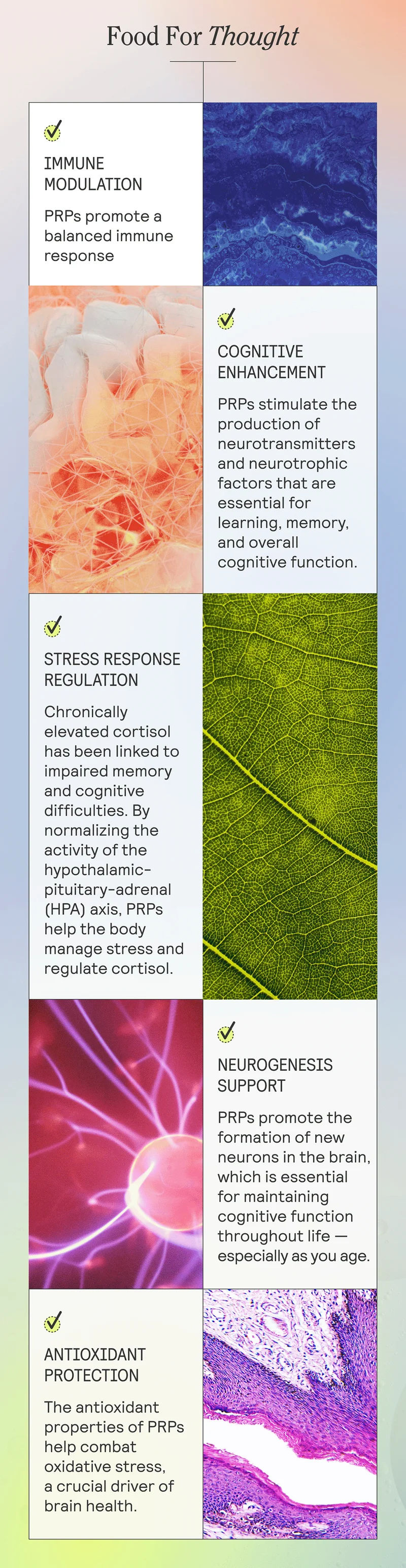 Food For Thought. IMMUNE MODULATION. PRPs promote a balanced immune response. COGNITIVE ENHANCEMENT. PRPs stimulate the production of neurotransmitters and neurotrophic factors that are essential for learning, memory, and overall cognitive function. STRESS RESPONSE REGULATION. Chronically elevated cortisol has been linked to impaired memory and cognitive difficulties. By normalizing the activity of the hypothalamic-pituitary-adrenal (HPA) axis, PRPs help the body manage stress and regulate cortisol. NEUROGENESIS SUPPORT  PRPs promote the formation of new neurons in the brain, which is essential for maintaining cognitive function throughout life — especially as you age. ANTIOXIDANT PROTECTION. The antioxidant properties of PRPs help combat oxidative stress, a crucial driver of brain health.