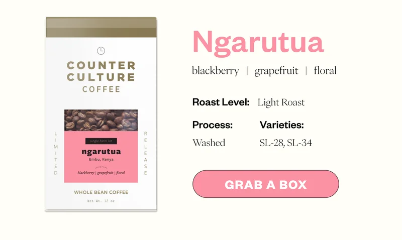 Ngarutua blackberry grapefruit floral Roast level: Light Roast Processed: Washed Varietiees: SL-28, SL-34