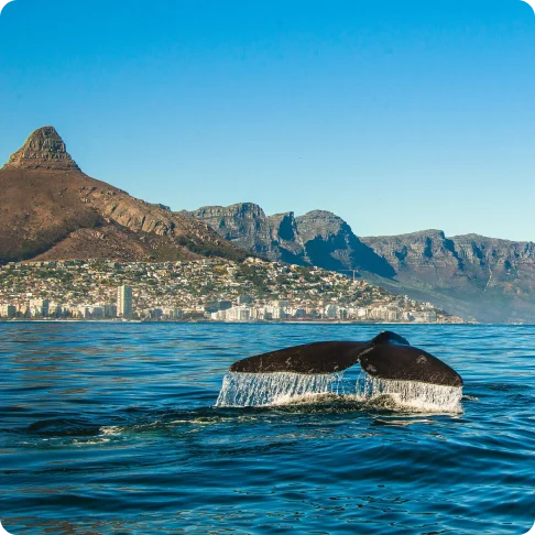 Image Description: Whale tail splashing in the water outside of Cape Town.