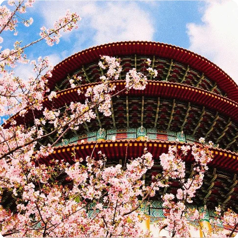 Image Description: Cherry blossoms outside the Tianyuan Temple.