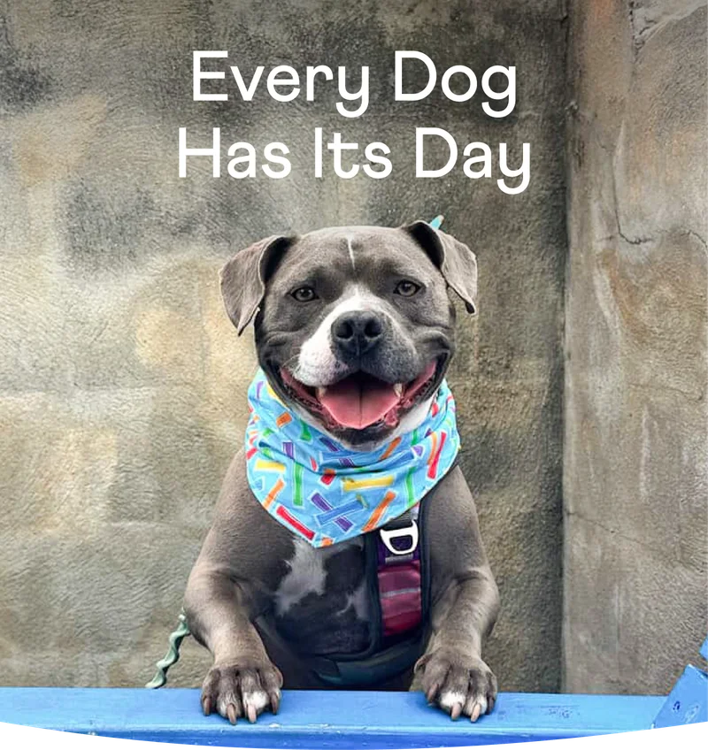 Image of pit bull "smiling" at camera