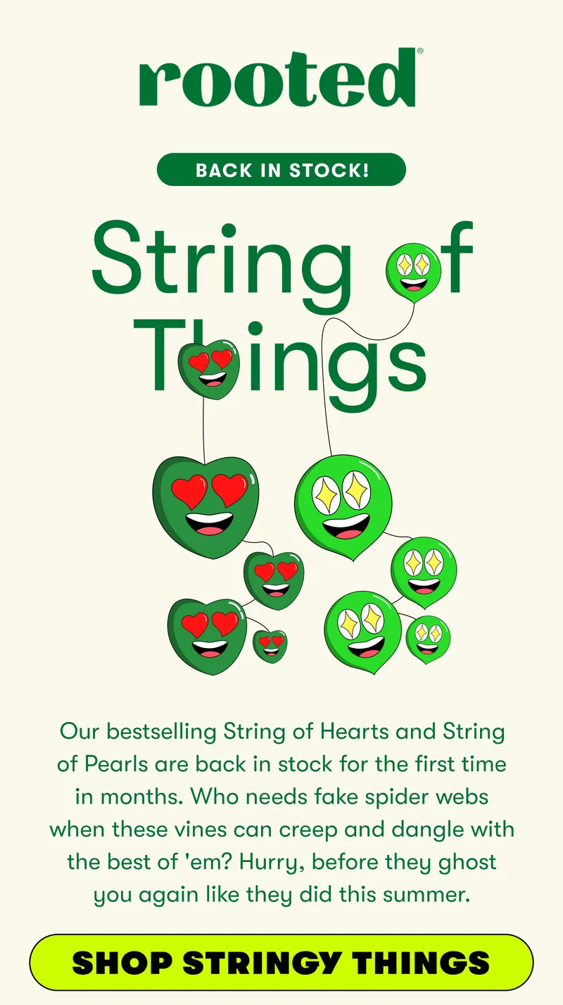 Rooted Back in Stock! String of things. Bestselling String of Hearts and String of Pearls are back in stock for the first time in months. Who needs fake spider webs when these vines can creep and dangle with the best of 'em? Hurry, before they ghost you again like they did this summer. SHOP STRINGY THINGS.