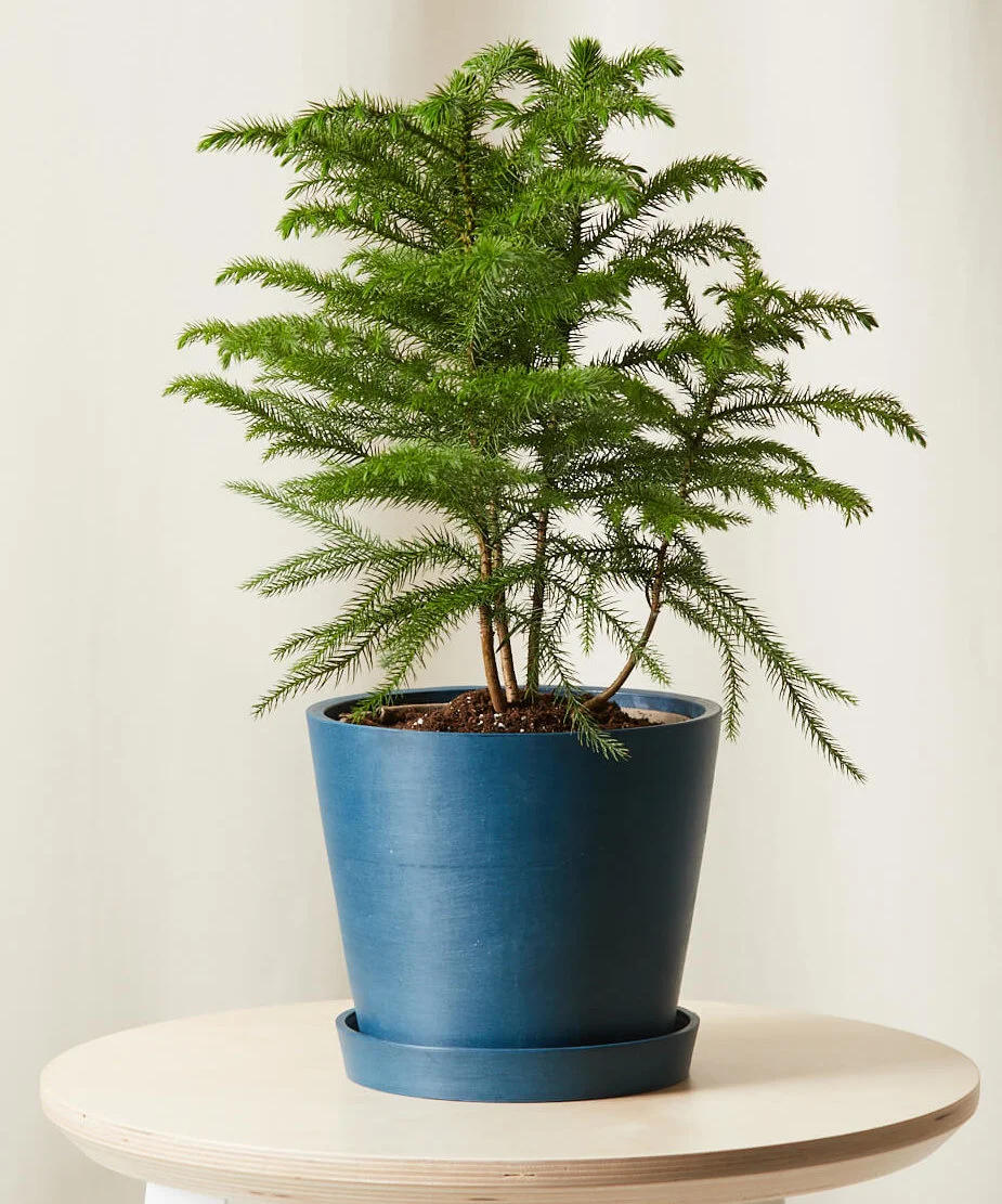 Image of Norfolk Pine Pair