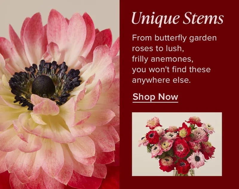 Unique Stems. From butterfly garden roses to lush, frilly anemones, you won't find these anywhere else. Shop Now.