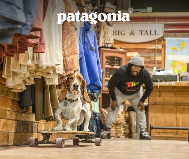 Patagonia. A basset hound rides a longboard in a shop.