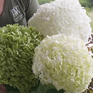 25% Off Select Shrubs