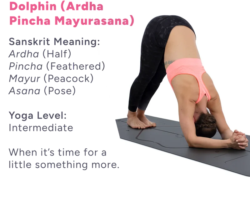 Dolphin pose