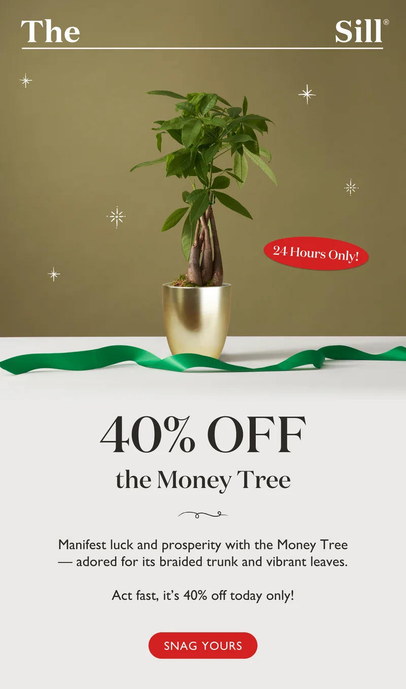 Manifest luck and prosperity with the Money Tree – adored for its braided trunk and vibrant leaves. Act fast, it's 40% off today only!
