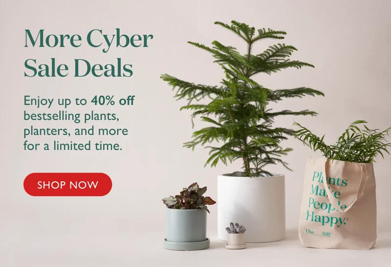 More Deals: Enjoy up to 40% OFF bestselling plants, planters, and more for a limited time.