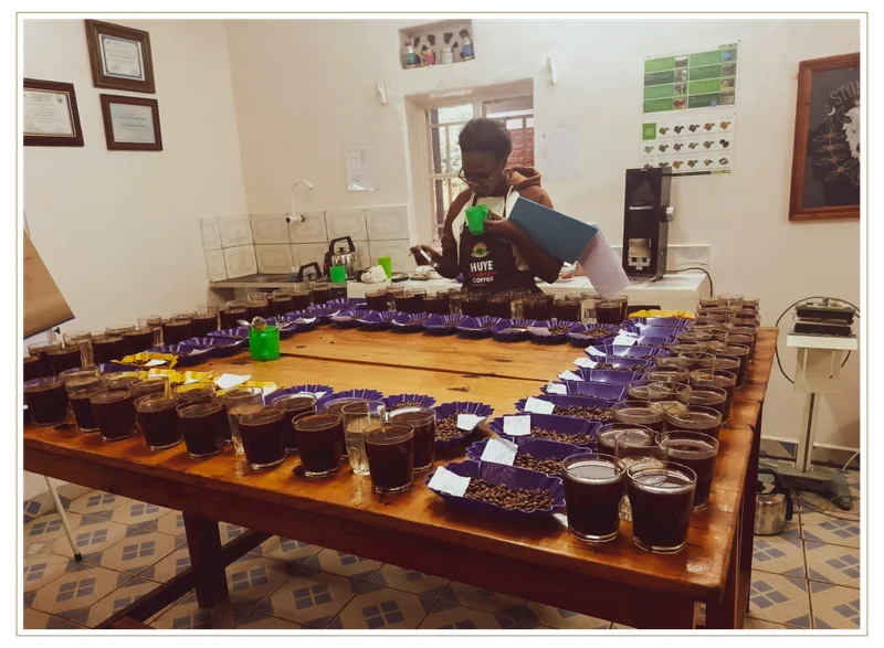 Coffee professional at Huye Mountain’s cupping lab stands at a large wooden table tasting samples, surrounded by rows of brewed coffee glasses and trays of beans arranged for evaluation, holding a cup and clipboard.