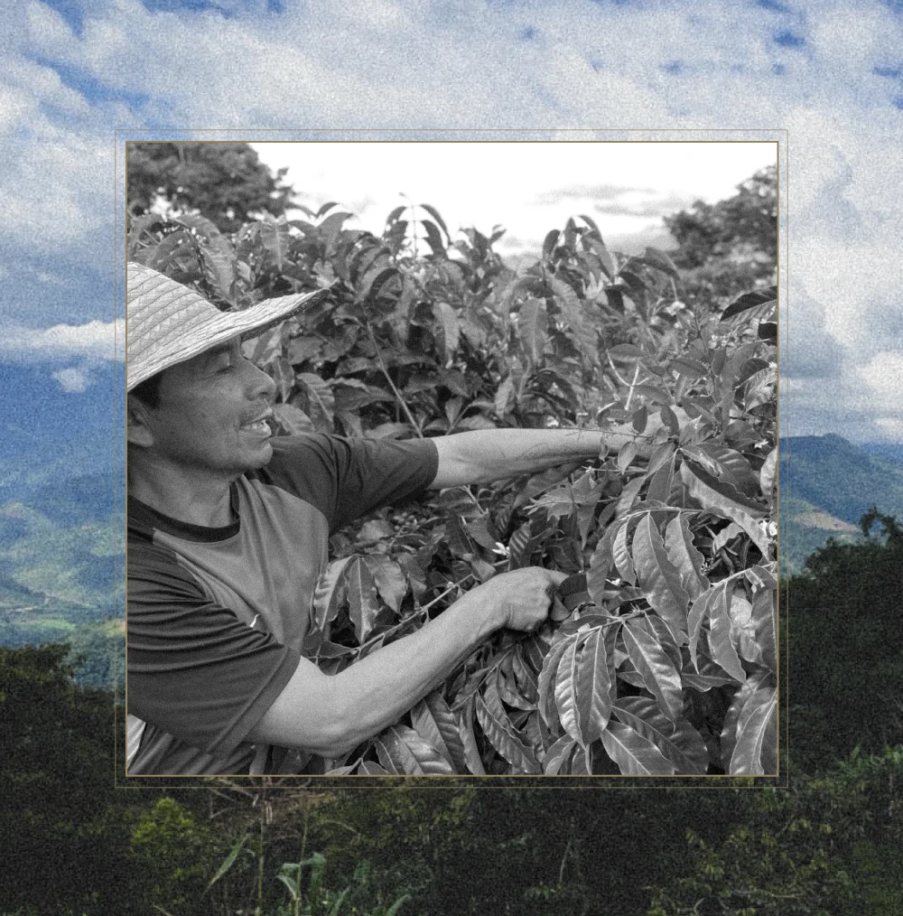 Photo: Fausto Romo with his coffee plants