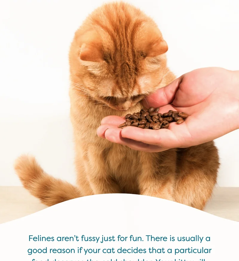 Felines aren’t fussy just for fun. There is usually a good reason if your cat decides that a particular food deserves the cold shoulder. Your kitty will appreciate well-balanced and tasty meals, especially if they are tailor-made to their preferences.  Instead of resorting to homemade food or raw diets, let us do the work for you.