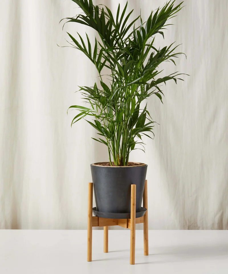 Image of Cat Palm