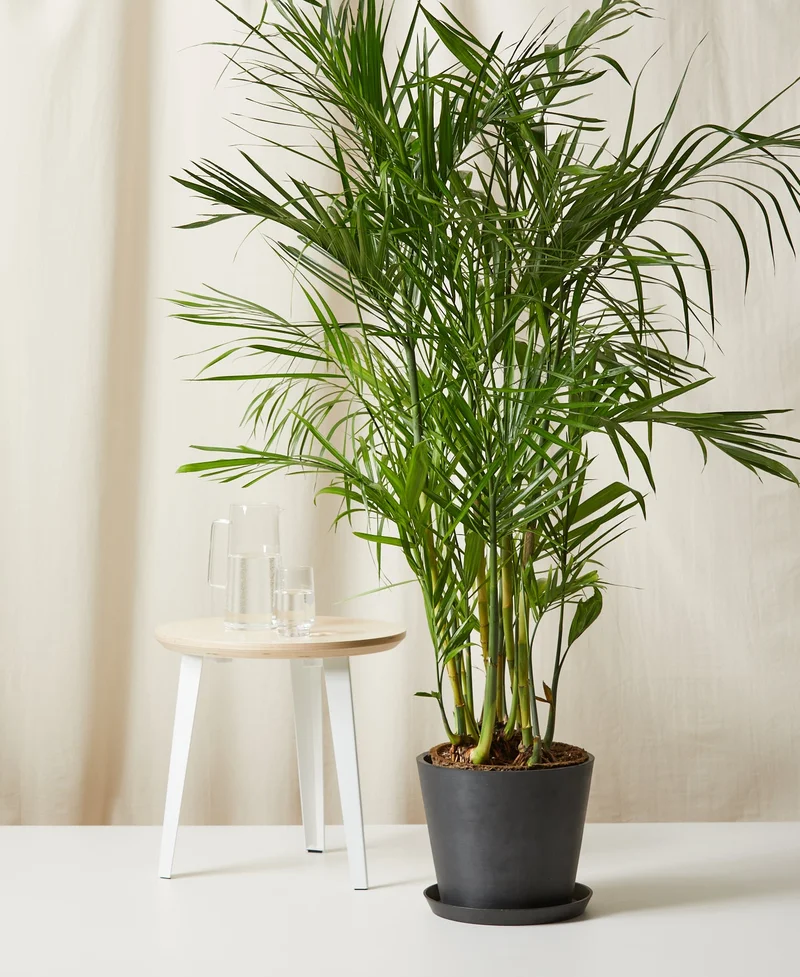 Image of Bamboo Palm