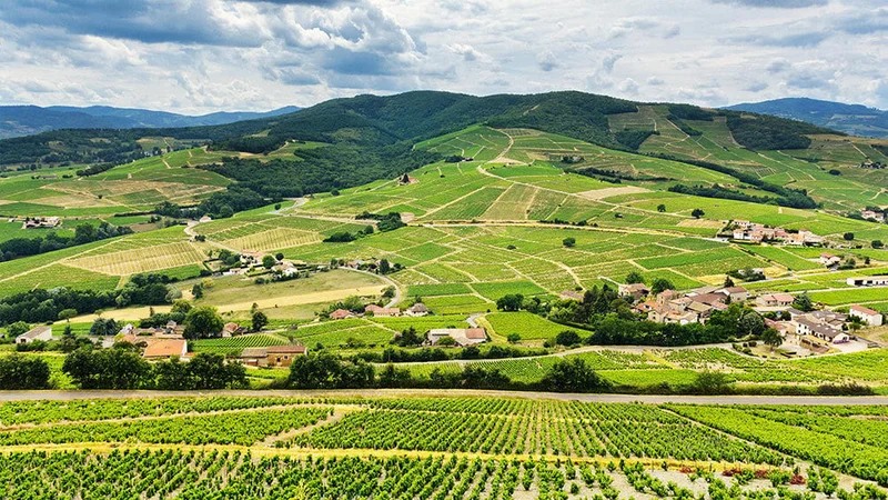 Image description: Scenic view of Rhone Valley Vineyard
