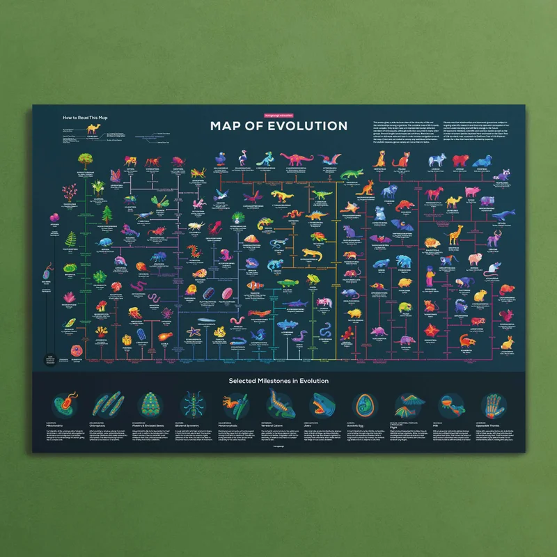 Image of Map of Evolution Poster
