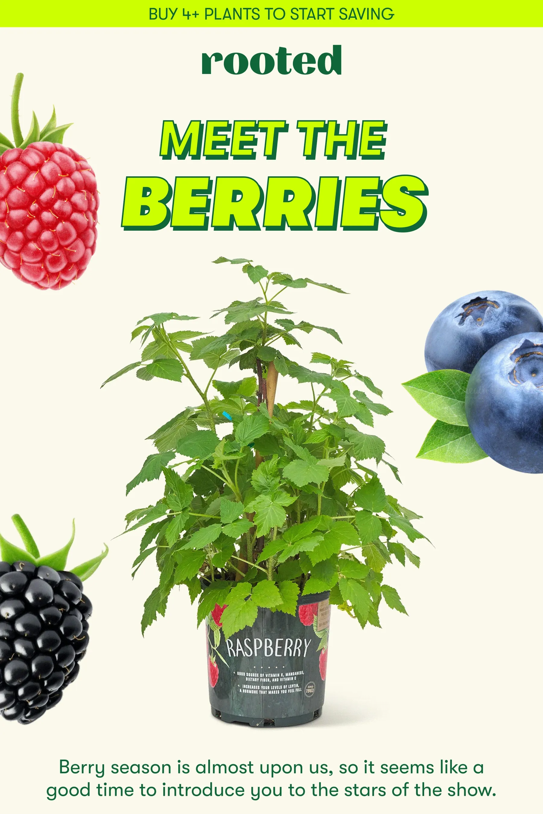 MEET THE BERRIES