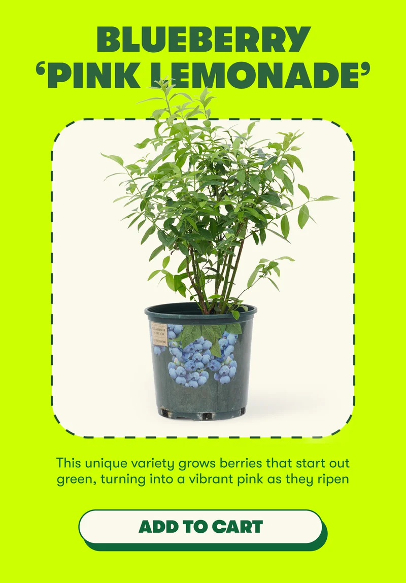 BLUEBERRY 'PINK LEMONADE'